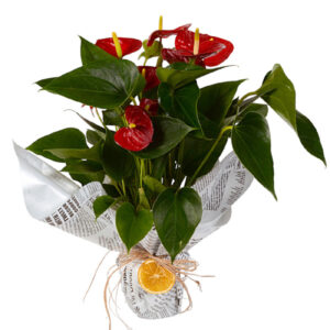 Antoryum Çiçeği Orta Boy