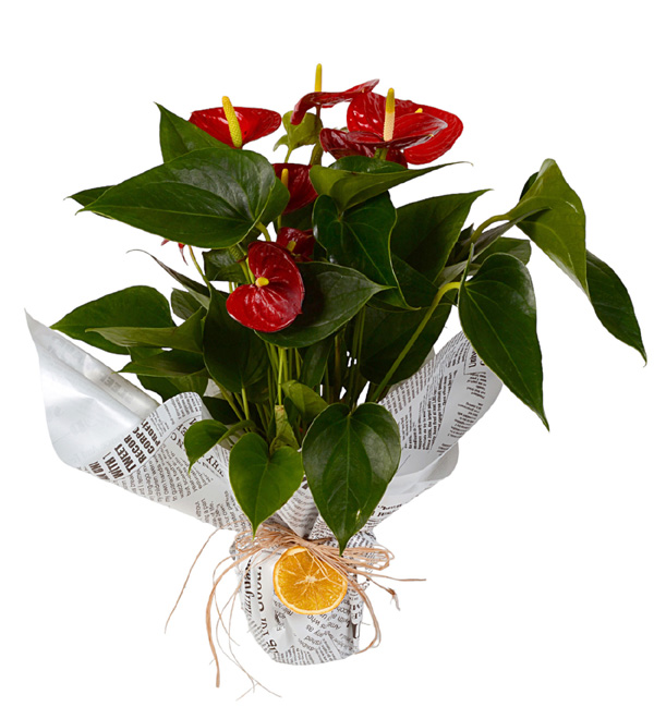 Antoryum Çiçeği Orta Boy