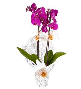 2 Dallı Mor Orkide