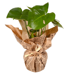 Monstera Deve Tabanı Bitkisi