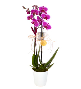 Beyaz Seramik Vazoda Çift Dallı Mor Orkide