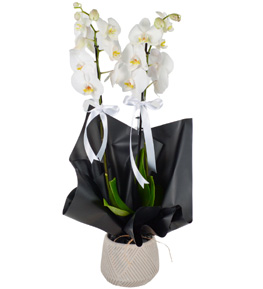 Çift Dallı Orkide Beyaz
