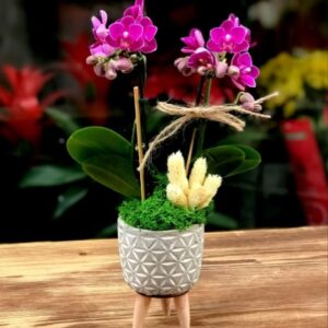 Mini Orkide Aranjman