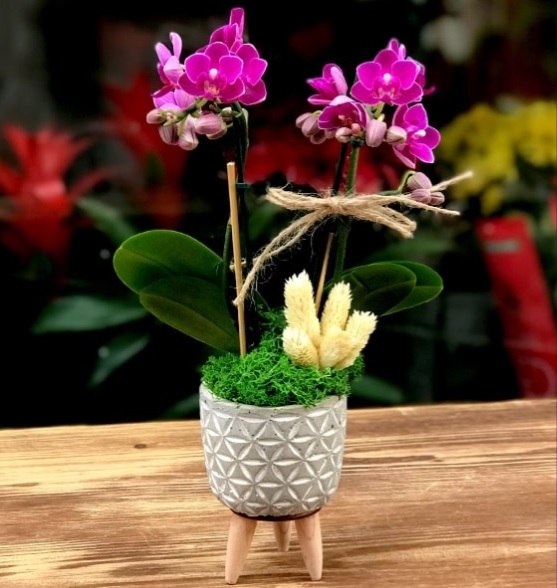 Mini Orkide Aranjman